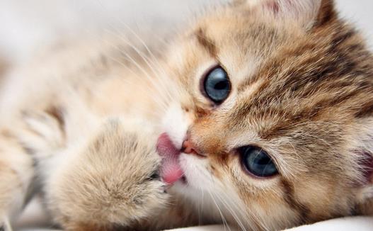 �����߲�����ǣ�è���γ���ʲô��������������