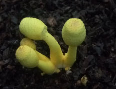  孢子捕获仪助力宜居都会建设