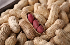  黄曲霉素检测仪防控家禽中毒