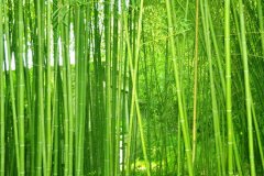 ֲ�����Ҫ������������������